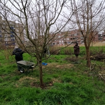 snoeien in de boomgaard - 2020 (Aangepast)